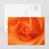 Carte Postale Peach Orange Rose (Devant / Derrière)