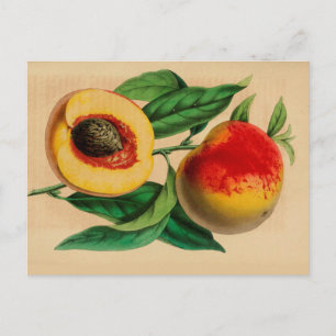 Carte postale Peach Peche Abricotte Vintage Sketch
