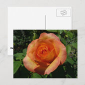 Carte Postale Peach Rose Orange Floral Photographie (Devant / Derrière)