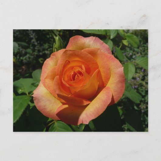 Carte Postale Peach Rose Orange Floral Photographie (Devant)
