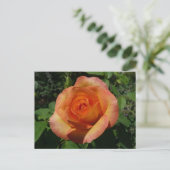 Carte Postale Peach Rose Orange Floral Photographie (Debout devant)