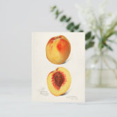 Carte Postale Peaches (Prunus Persica) Peinture à l'aquarelle de (Debout devant)