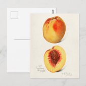 Carte Postale Peaches (Prunus Persica) Peinture à l'aquarelle de (Devant / Derrière)
