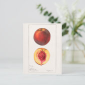 Carte Postale Peaches (Prunus Persica) Peinture à l'aquarelle de (Debout devant)