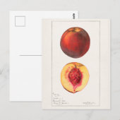 Carte Postale Peaches (Prunus Persica) Peinture à l'aquarelle de (Devant / Derrière)