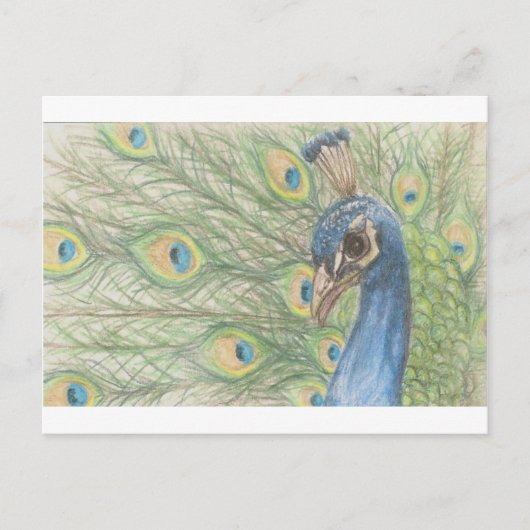 Carte postale Peacock (Devant)