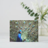 Carte postale Peacock (Debout devant)