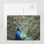 Carte postale Peacock (Devant / Derrière)