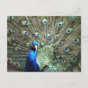 Carte postale Peacock