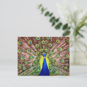 CARTE POSTALE PEACOCK (Debout devant)