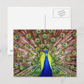 CARTE POSTALE PEACOCK (Devant / Derrière)