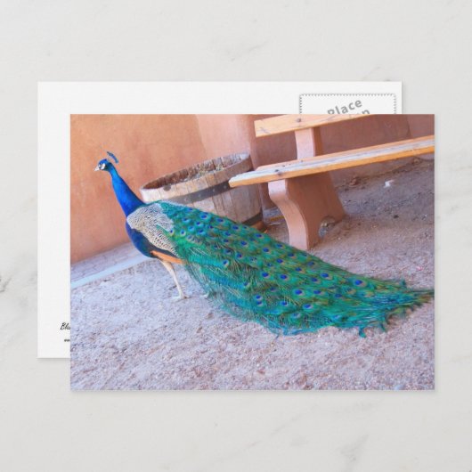 Carte postale Peacock (Devant / Derrière)