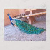 Carte postale Peacock (Devant)