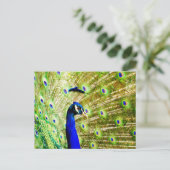 Carte postale Peacock (Debout devant)