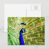 Carte postale Peacock (Devant / Derrière)