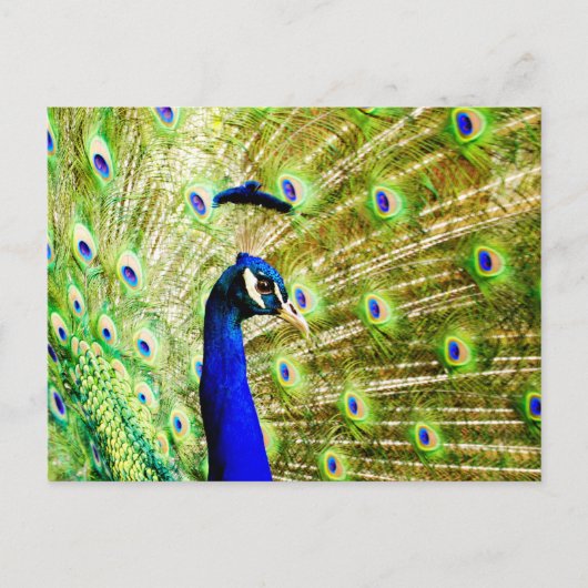 Carte postale Peacock (Devant)
