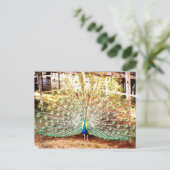 Carte postale Peacock (Debout devant)