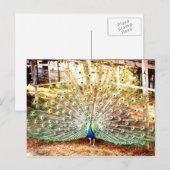 Carte postale Peacock (Devant / Derrière)