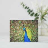 Carte postale Peacock (Debout devant)