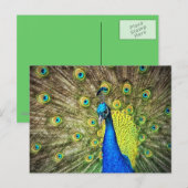 Carte postale Peacock (Devant / Derrière)