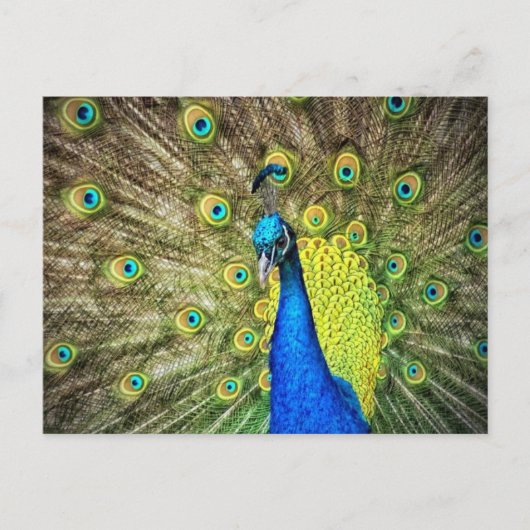 Carte postale Peacock (Devant)