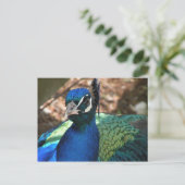 Carte postale Peacock (Debout devant)