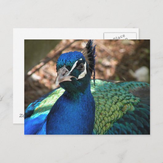 Carte postale Peacock (Devant / Derrière)