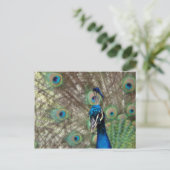 Carte postale Peacock (Debout devant)