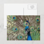 Carte postale Peacock (Devant / Derrière)