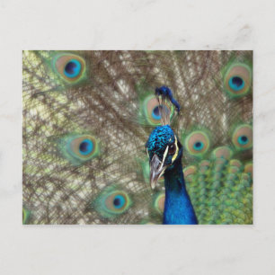 Carte postale Peacock