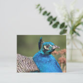 Carte postale Peacock (Debout devant)