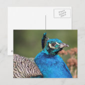 Carte postale Peacock (Devant / Derrière)