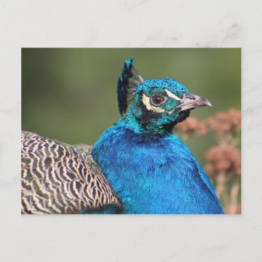 Carte postale Peacock (Devant)