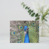 Carte postale Peacock (Debout devant)