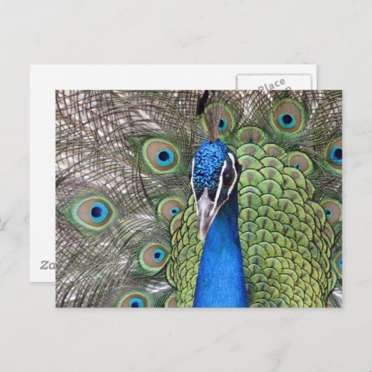 Carte postale Peacock (Devant / Derrière)