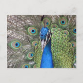 Carte postale Peacock (Devant)
