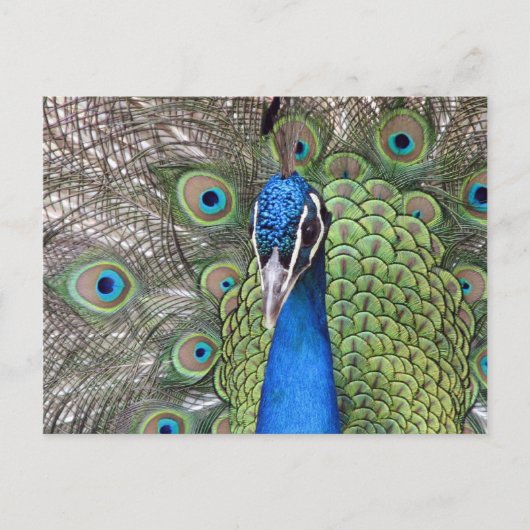 Carte postale Peacock (Devant)