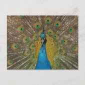 Carte postale Peacock (Devant)