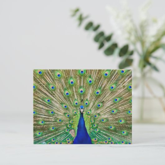 Carte postale Peacock (Debout devant)