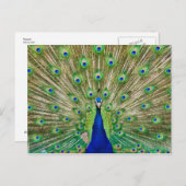Carte postale Peacock (Devant / Derrière)