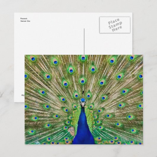 Carte postale Peacock (Devant / Derrière)
