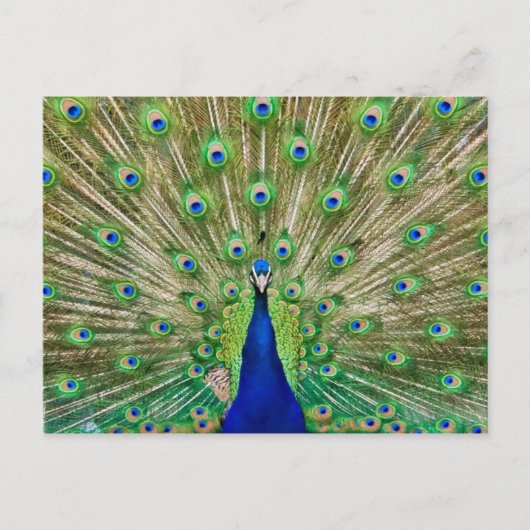 Carte postale Peacock (Devant)