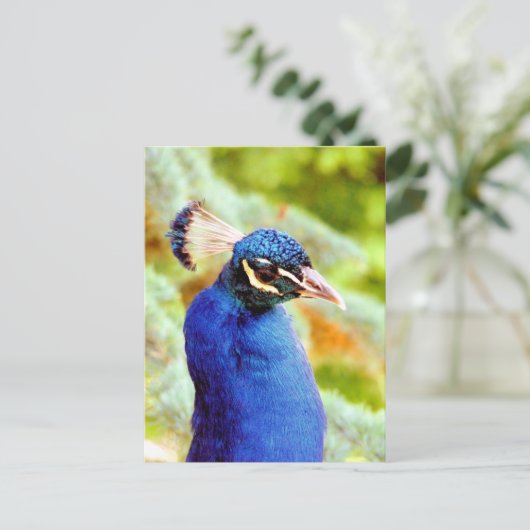 CARTE POSTALE PEACOCK (Debout devant)