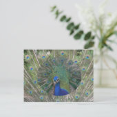 Carte postale Peacock (Debout devant)