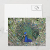 Carte postale Peacock (Devant / Derrière)