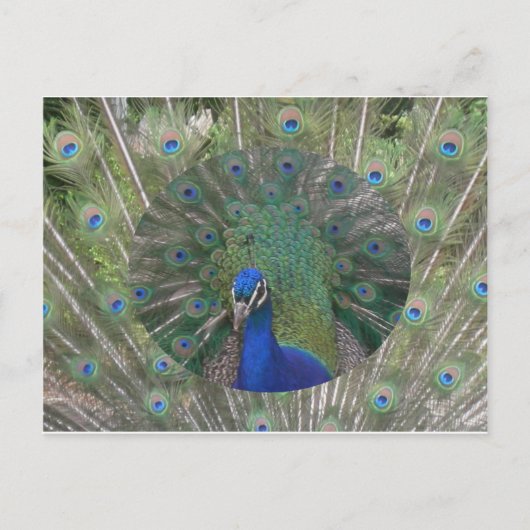Carte postale Peacock (Devant)