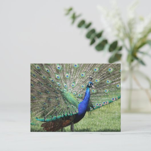 Carte postale Peacock (Debout devant)