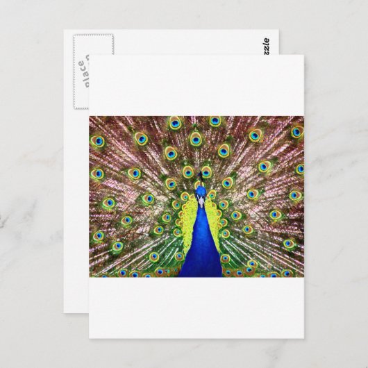 CARTE POSTALE PEACOCK (Devant / Derrière)