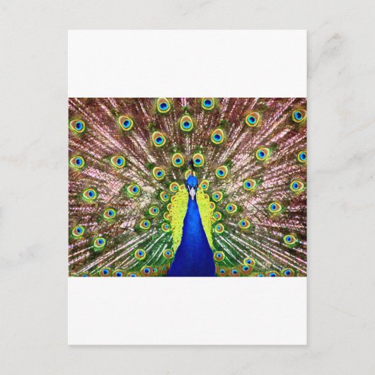 CARTE POSTALE PEACOCK (Devant)
