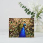 Carte postale Peacock (Debout devant)